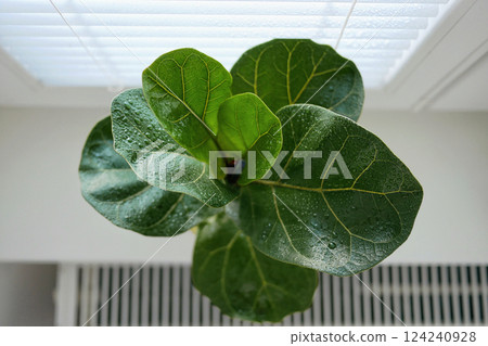 Ficus lyrata in a flowerpot stands on the window. View from above Ficus lyrata in a flowerpot stands on the window. View from above 124240928
