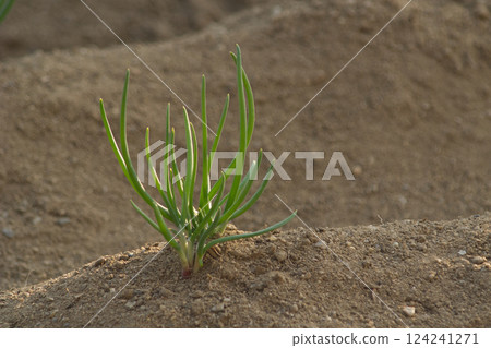 Scallion seedlings planted in a home garden 124241271