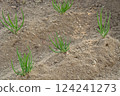 Scallion seedlings planted in a home garden 124241273