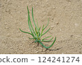 Scallion seedlings planted in a home garden 124241274