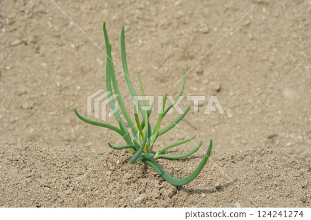Scallion seedlings planted in a home garden 124241274