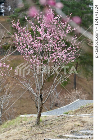 Yoshino Umeboshi的梅 124241324