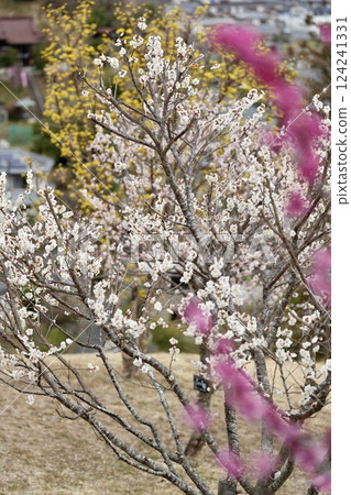 多色李子 多色李子 124241331