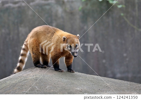 A standing coati looking at the camera 124241350