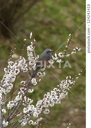 Plum and bulbul 124241419