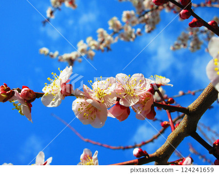 A beautiful scene of plum blossoms and blue sky taken in February 2025 124241659