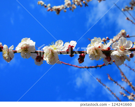 A beautiful scene of plum blossoms and blue sky taken in February 2025 124241660
