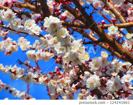 A beautiful scene of plum blossoms and blue sky taken in February 2025 124241661