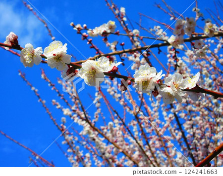 A beautiful scene of plum blossoms and blue sky taken in February 2025 124241663