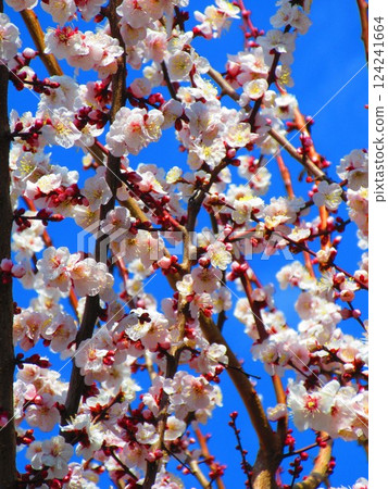 A beautiful scene of plum blossoms and blue sky taken in February 2025 124241664