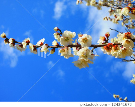 A beautiful scene of plum blossoms and blue sky taken in February 2025 124241673