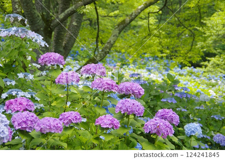 Hydrangeas in Minoyama, Chichibu Hydrangeas in Minoyama, Chichibu 124241845