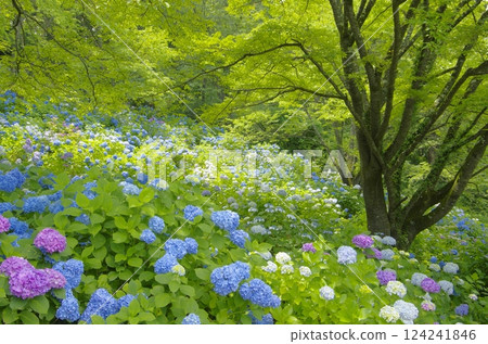 Hydrangeas in Minoyama, Chichibu Hydrangeas in Minoyama, Chichibu 124241846