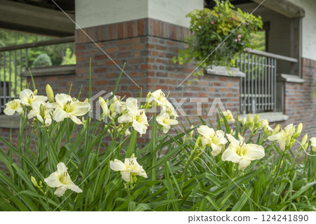 Hemerocallis, Takino Suzuran Hillside Park, Sapporo 124241890