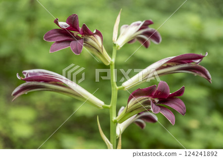 Giant Lily, Takino Suzuran Hillside Park, Sapporo 124241892