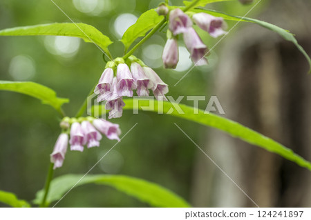 Musk lily, Takino Suzuran Hillside Park, Sapporo Musk lily, Takino Suzuran Hillside Park, Sapporo 124241897