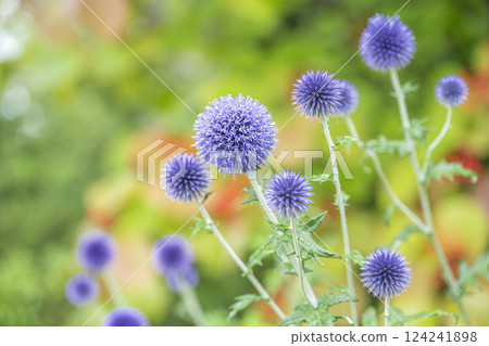 Rurita thistle, Takino Suzuran Hills Park, Sapporo City Rurita thistle, Takino Suzuran Hills Park, Sapporo City 124241898
