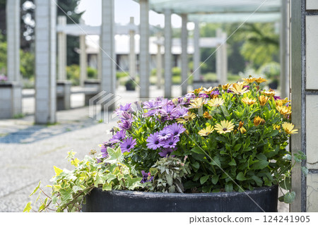 Daisy, Yurigahara Park, Sapporo Daisy, Yurigahara Park, Sapporo 124241905