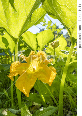 札幌市瀧野鈴蘭丘陵公園的南瓜花 124241914