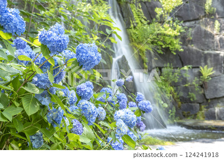 札幌市瀧野鈴蘭丘陵公園的繡球花 124241918
