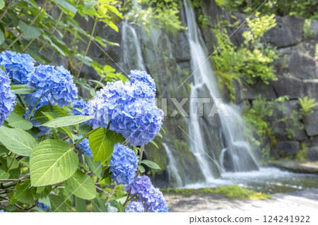 Hydrangea, Takino Suzuran Hillside Park, Sapporo 124241922