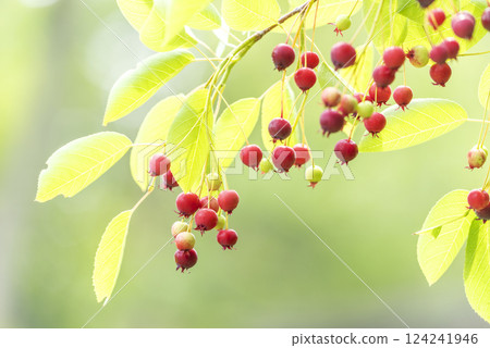 Juneberry, Takino Suzuran Hillside Park, Sapporo Juneberry, Takino Suzuran Hillside Park, Sapporo 124241946