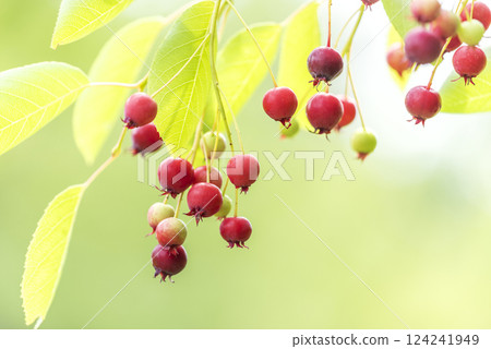 Juneberry, Takino Suzuran Hillside Park, Sapporo Juneberry, Takino Suzuran Hillside Park, Sapporo 124241949