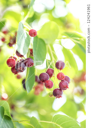 Juneberries, Sapporo Juneberries, Sapporo 124241961