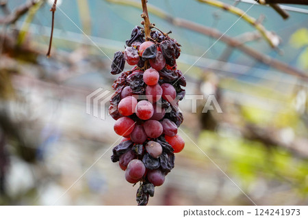 Grape trellises signalling the end of the harvest: the transition from autumn to early winter Grape trellises signalling the end of the harvest: the transition from autumn to early winter 124241973