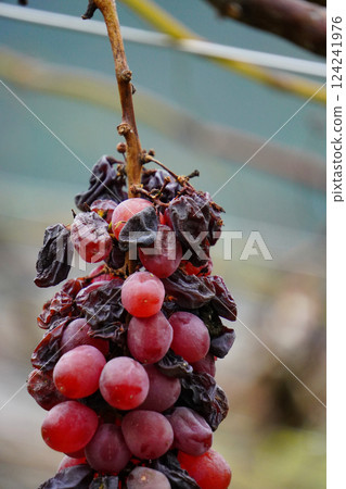 葡萄架預示著收穫的結束：從秋季到初冬的過渡 124241976