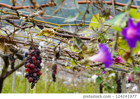 葡萄架預示著收穫的結束：從秋季到初冬的過渡 124241977