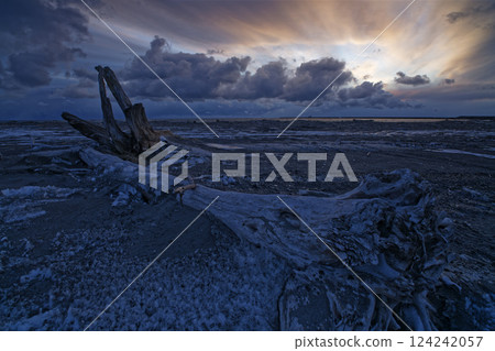 Driftwood at Hamaatsuma Seaside Park in Atsuma, Hokkaido 124242057