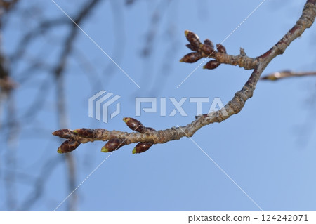 Cherry buds Cherry buds 124242071