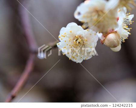 雨季三月，美麗的「虎尾」白梅花盛開 124242215