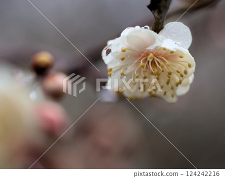 Beautiful white plum blossoms of "Tiger's Tail" blooming in rainy March 124242216