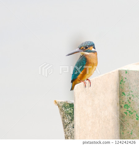 靜靜站立的翠鳥① 靜靜站立的翠鳥① 124242426