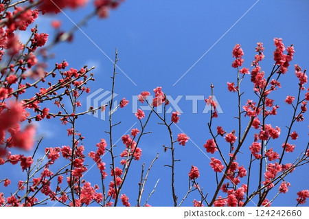 紅梅在藍天映襯下熠熠生輝 124242660