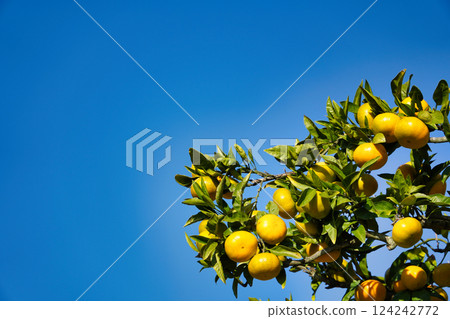 藍天映襯下,雲州蜜柑熠熠生輝:深秋果實即將採收 藍天映襯下,雲州蜜柑熠熠生輝:深秋果實即將採收 124242772