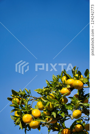 藍天映襯下,雲州蜜柑熠熠生輝:深秋果實即將採收 藍天映襯下,雲州蜜柑熠熠生輝:深秋果實即將採收 124242773