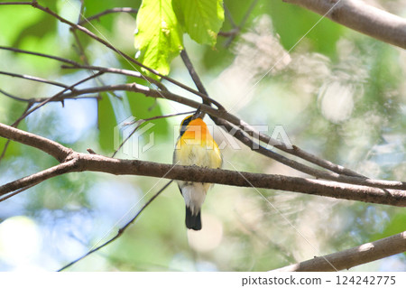 森林裡樹枝上棲息的野鳥① 124242775