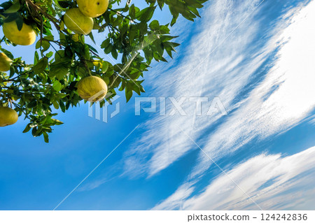 柑橘類水果和藍天白雲的景色 124242836