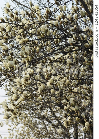 3 月盛開的白玉蘭花，距離首次開花已過 10 天 124243054