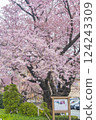 Hollywood's Great Winter Cherry Blossoms 124243309