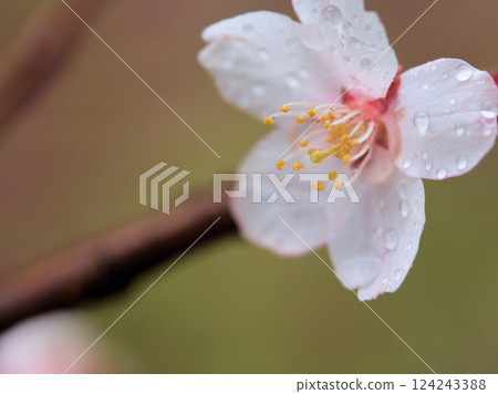 Beautiful cherry blossoms blooming in rainy March: "Winter Cherry Blossoms" Beautiful cherry blossoms blooming in rainy March: "Winter Cherry Blossoms" 124243388