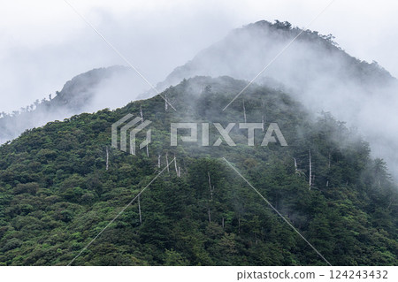 Spectacular views of the Yakushima World Natural Heritage Site (October) Fantastic and mysterious mountains 124243432