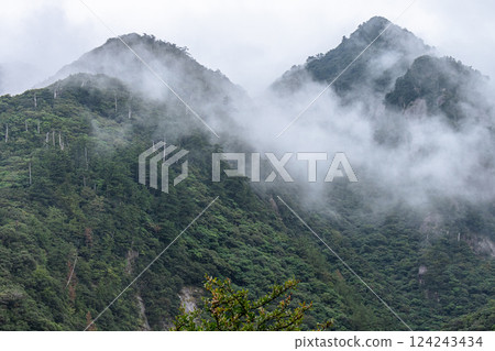 Yakushima, a World Heritage Site, is a mountain where gods reside, like a watercolor painting. (Autumn) 124243434