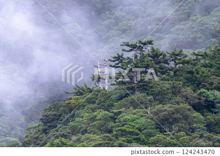 世界遺產屋久島，宛如一幅水彩畫，是一座神靈居住的山。 （秋） 124243470