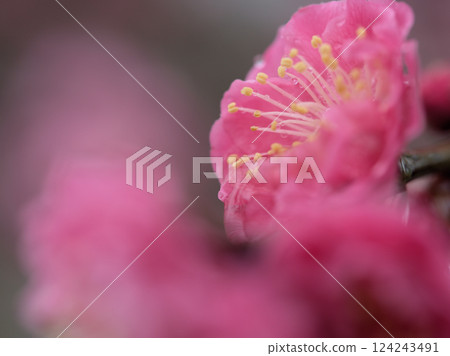 Beautiful red plum blossoms in rainy March: Yaekankou Beautiful red plum blossoms in rainy March: Yaekankou 124243491