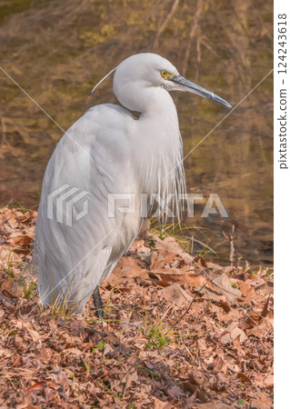 White bird, Little Egret 124243618