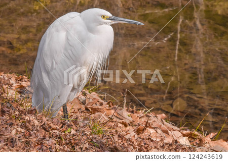 白鳥，小白鷺 124243619